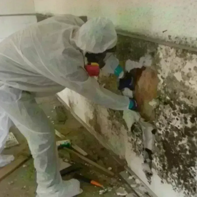 Mold Remediation and Removal in Myersville, MD